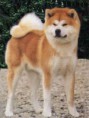 /album/galeria-de-fotos/akita-inu-jpg/